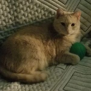 Meet your Posher, Carol